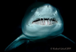 I just couldn't resist to try my new Canon 5D MKII and Aq... by Richard Goluch 